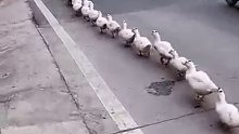 大爷领着鸭子过马路，鸭子整齐排队紧跟其后