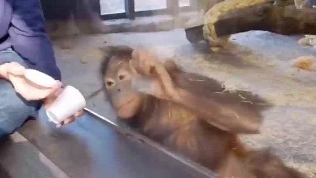 一只长期被圈养的猴子，被游客的魔术逗笑了