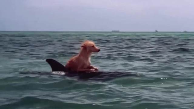 意外小狗落海，又遇鲨鱼追击，幸获海豚热心相救！