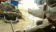 老牛为了口吃的绞尽脑汁