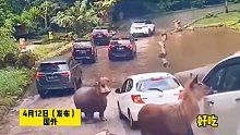 小鹿车窗求投喂，然后河马看见了……