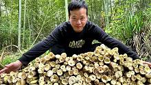 这片竹林甜笋实在是太多了，一下子拔了200多斤，拔笋声音真好听
