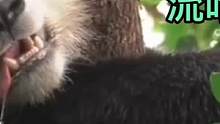 网友拍的熊猫火了之后，有不断的媒体来“进货” #搞笑