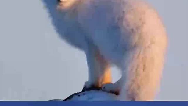 北极狐原来是这样捕食的，那它的头会不会疼？