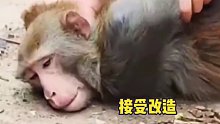 猴哥也有今天 意想不到的结局