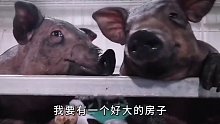 猪猪们的一生