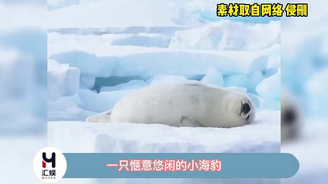 它好像动画片里的小海豹呀