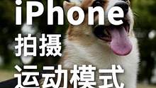 跑起来拍都这么稳，拍摄狗狗一台 iPhone 就能搞定！#iPhone #摄影技巧 #宠物摄影 #狗