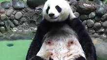 花花：真牛又活一天#娱乐评论大赏 #熊猫迷惑行为大赏  #花花