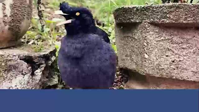 曾经登上达人秀的八哥鸟，不仅会背古诗，而且还会唱歌