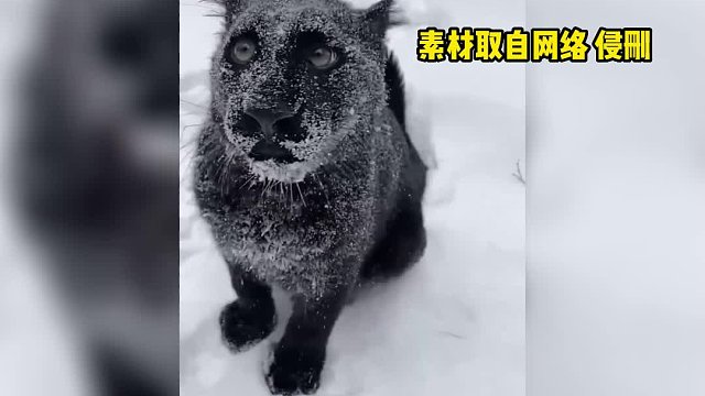 雪天里的黑豹，卡粉有点严重啊！