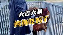 大吉大利鳄鱼吃鸡#鳄珍 #鳄鱼