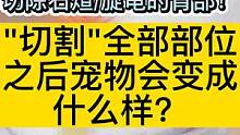 "切割"全部的部位后 宠物会变成什么样？切除旋龟/石煊背部  #妄想山海 #切割 #旋龟 #变异部位