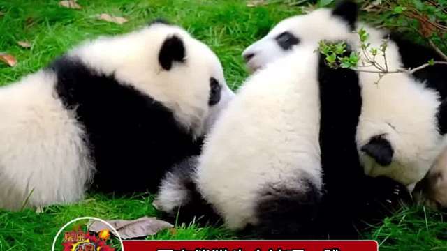 熊猫宝宝看了真的会留下心理阴影的程度吧