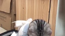 猫猫_我这个家我付出了太多