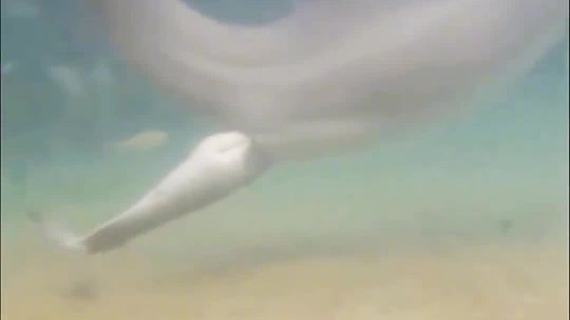 海豚妈妈生育遭遇困难，寻求向人类求助，人与自然和谐相处