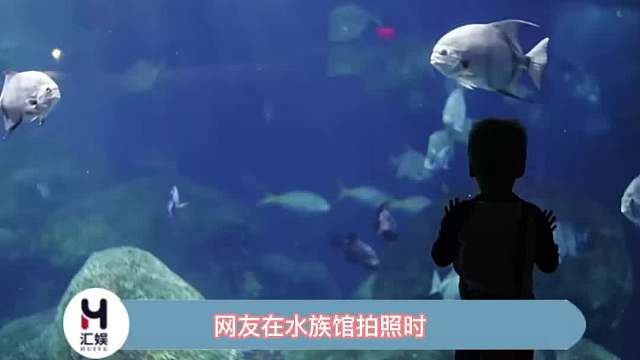 拍到了正在吃饭的鳐鱼，小嘴吧唧吧唧边吃边游走咯！