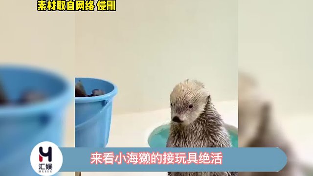 快来看可爱海獭接玩具绝活~