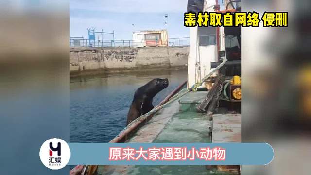 谁看到可爱的小动物会不喜欢呢！