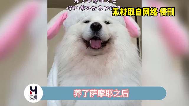 可能只有养狗的人才懂这种痛吧！