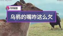 乌鸦的一大爱好：特别喜欢薅别的动物的尾巴毛，奈良的鹿深受其害。有教授说，乌鸦薅尾巴毛有时候不只是为了