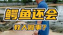 这些鳄鱼多少还是有点东西！#谢#鳄鱼 #鳄鱼养殖场 #皮带 #男士腰带