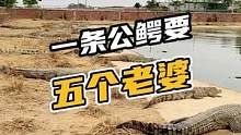 一条公鳄要五个老婆A类#鳄珍 #鳄鱼