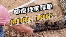 都说我们家鳄鱼是假的，假吗？#鳄珍 #鳄鱼