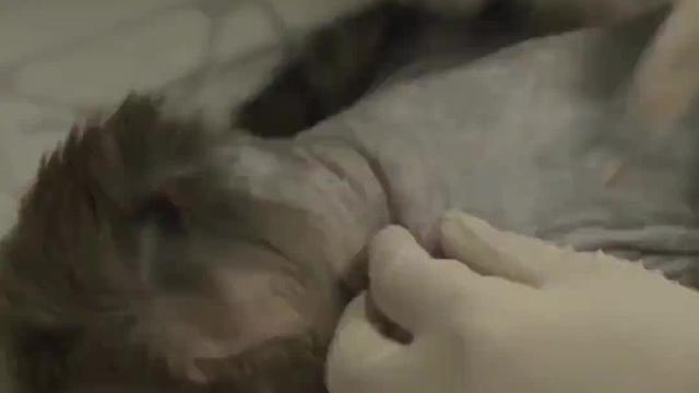 各国为研发疫苗，猴子被用作实验，实验猴的作用到底有多大？