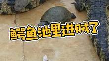 真是胆大包天，还是要女人来收拾！#鳄鱼养殖场 #鳄珍 