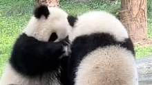 #关爱国宝大熊猫 两只#大熊猫 在互薅，好想去调解#来这吸熊猫 （来源：@提拉米苏❤️熊猫     