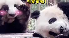 姐弟俩都好可爱！！#大熊猫  #大熊猫和花 #大熊猫和花和叶 #这也太可爱了吧