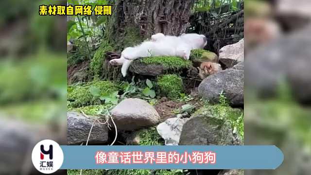 我竟然有点羡慕这个小狗狗了