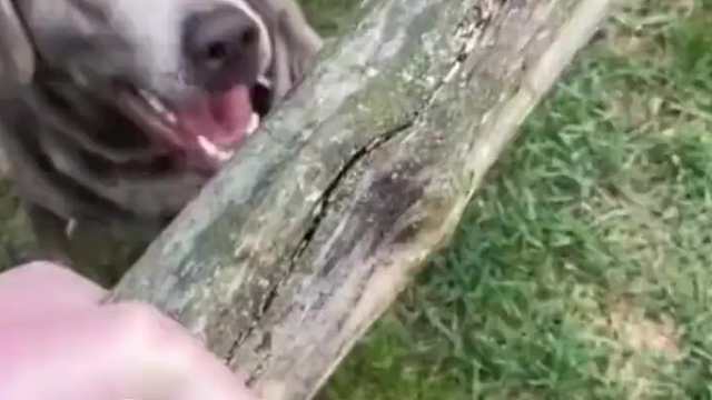 狗：你今晚睡觉的时候最好俩眼轮流站岗