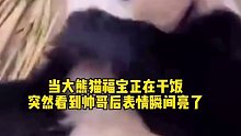 原来大熊猫福宝也喜欢帅哥
