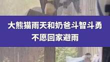 4月20日四川成都，大熊猫雨天和奶爸斗智斗勇，不愿回家避雨#大熊猫 #成都