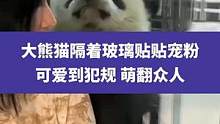 4月19日四川成都，大熊猫隔着玻璃贴贴宠粉，可爱到犯规萌翻众人#大熊猫 #国宝