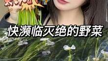 超好吃但快濒临灭绝的野菜