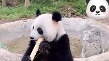 熊猫的牙口真好