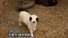 大羊一直卧地不给羊羔吃奶，小羊羔看到主人后开启告状模式