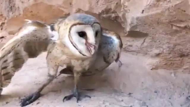 一只猫头鹰为了证明自己的实力，捕食小鸡