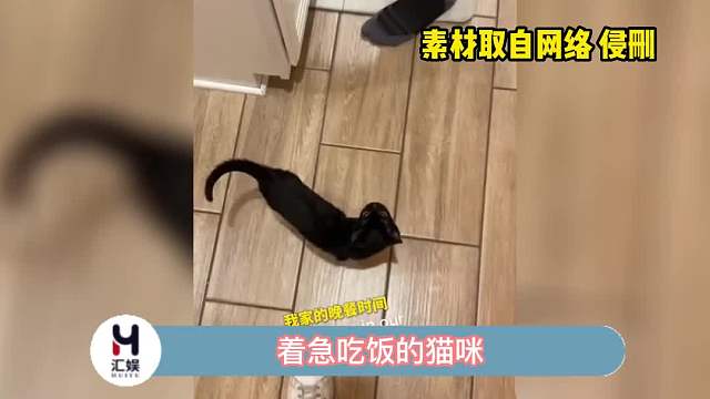 小猫咪：不给我吃的话，那我就自己去抢了！