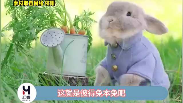 啊啊啊好想拥有一只！