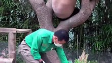 福宝用新学的姿势下树后摆了一个标准的功夫熊猫pose，给爷爷看呆了