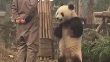 大熊猫被训后“生气”叉腰，和饲养员面对面“对峙”，网友：一米三的身高有一米八的气势
