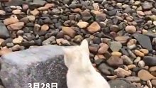 小猫准备狩猎海鸥，提前找“掩体”做掩护