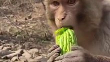 大家猜猜小猴子会吃苦瓜吗？