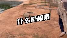 什么是极限#鳄珍 #鳄鱼