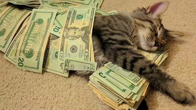 世界上最真实的招财猫