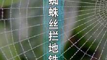 蜘蛛丝也能拦住地铁！#给孩子看的小知识 #给孩子看世界 